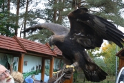 11. Orzeł przedni