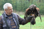 15. Jastrząb harrisa ze zdobyczą